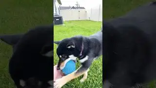 Zoey the Shiba plays fetch