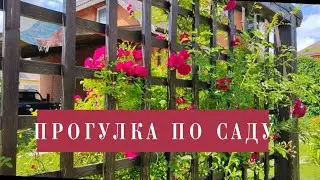 ЧТО ЦВЕТЕТ В МОËМ САДУ/ОБЗОР САДА🌿🌹