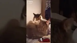 Left 4 Dead Cat Meme