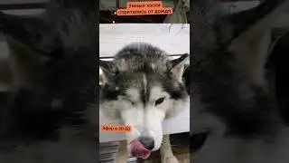 умные 