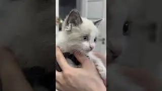 Котенок хочет в очень добрые ручки 🥹