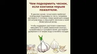 Подкормка ЧЕСНОКА