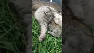 Мурзик и крольчонок.