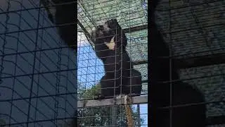Это мишка или обезьянка?! ПАРК ЗЕМЛЯ ПРАЙДА 🌿 #животные #zoo