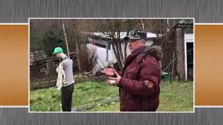 Правда о живой изгороди из ивы