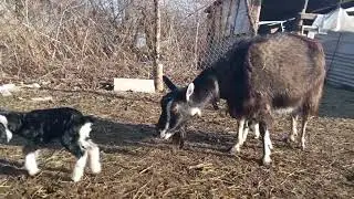 Принцесса опять привела потомство. Новый сезон окотов.