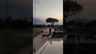 Leopardos, seres mágicos con una belleza indescriptible-Durante el safari lo vimos entrar a un camp!