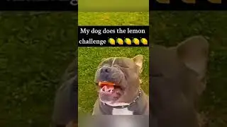 lemon vs animal react