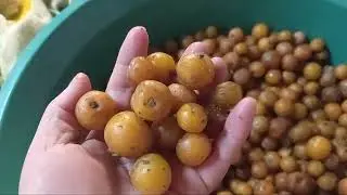 frutinhas da ora pro nobis