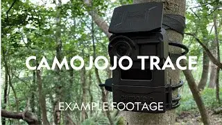 Example Footage | Camojojo Trace 4G Trail Camera