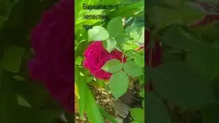 Купить Саженцы Розы Николо Паганини (Niccolo Paganini) #shorts