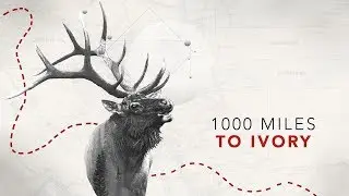 Three archery 300+ bulls killed on one trip!  (Full Draw Film Tour 2018)