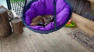 Рыся и любимый гамак