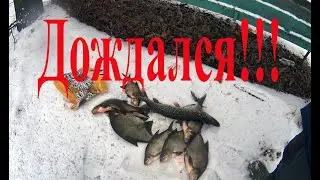 Трофейный лещ!