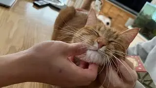 A cat that is dexterous and cool, but inevitably cute.