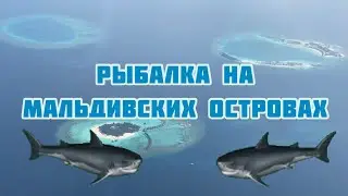 Какая она - рыбалка  на Мальдивских островах ! 🦈🦈🦈