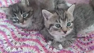 КОТЯТА ПОДРОСЛИ ///ГОТОВИМ КОТЛЕТЫ///СВЯЗАЛА ШАПКИ/// ДОМАШНИЙ ВЛОГ///