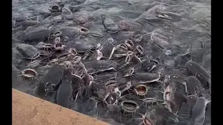 Unlimited Catfish//Feeding Fish//