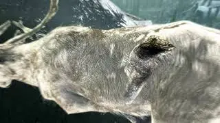 gay furry sex