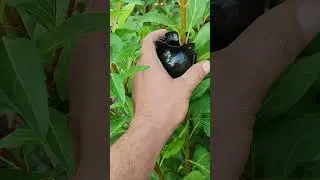 Полезный совет, как развести живую изгородь  #дача #германия