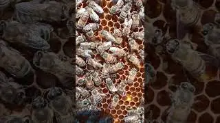 Как появляются пчёлы!!!