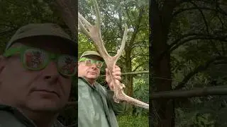 BOIS DE CERF ?