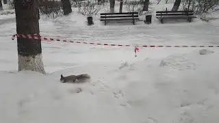 Белка. Squirrel