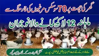 Light sussex Chicken Farming profitable Business egg and farm Detail