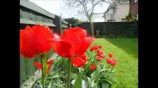 XFX Photography - Ebor Road