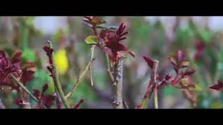 Video sample Canon 550d EF 28-135 IS