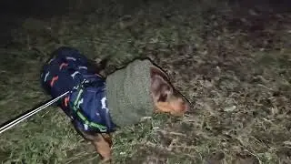 The first acquaintance of a pygmy dachshund with a hedgehog.   @teodor_sausagedog