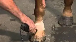 Intra-Articular Joint Injections: The Coffin Joint
