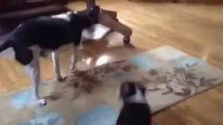 Herding Action!