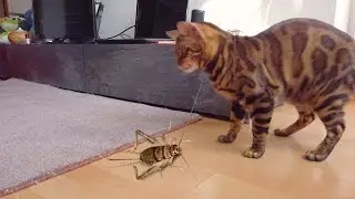 Бенгальский кот пытается съест муху