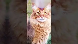 Крот|Эдит|Коты воители.