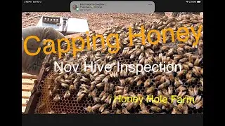Beekeeping:  November Hive Inspection