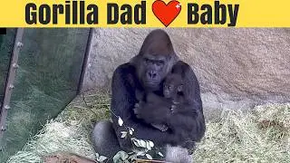 Kwame & Kitoko: A Gorilla Father's Love