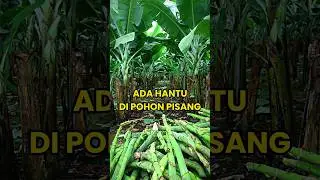 Hantu di Pohon pisang serem #shortvideo #misteri #creepy