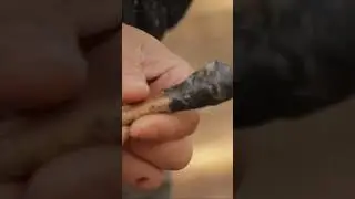 Making Glue from Trees 🌲