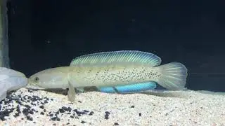 Stewarti WC 25cm