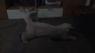 คลานต่ำ #BritishShorthair  #ScottishFold