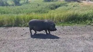 Wild pig on the road