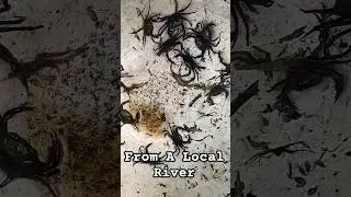 Caught From A Local River | BEE | #BEE #bee #fishing #localfish #crab #fishes #village #viral #trend