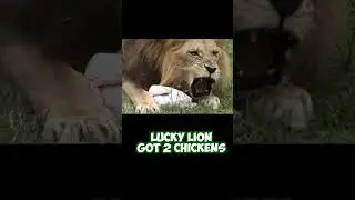 Greedy Lion Gets Extra Chicken By Mistake