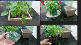 COMO cultivar plantas dentro de casa vejam as dicas necessárias ⚘️⚘️🌿🌴🌼