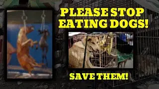 WARNING: Yulin Dog Meat Festival – Shocking Footage & Disturbing Truths