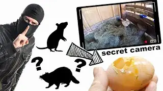 Mystery Thief In The Barn! Who's Stealing Chicken Eggs!?! Secret Camera