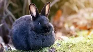 Cute rabbit 😄 Funny cats 😘