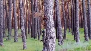В соснячке