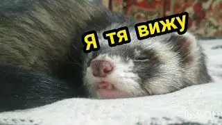 Как спят ХОРЬКИ • СПЯЩИЙ ХОРЁК